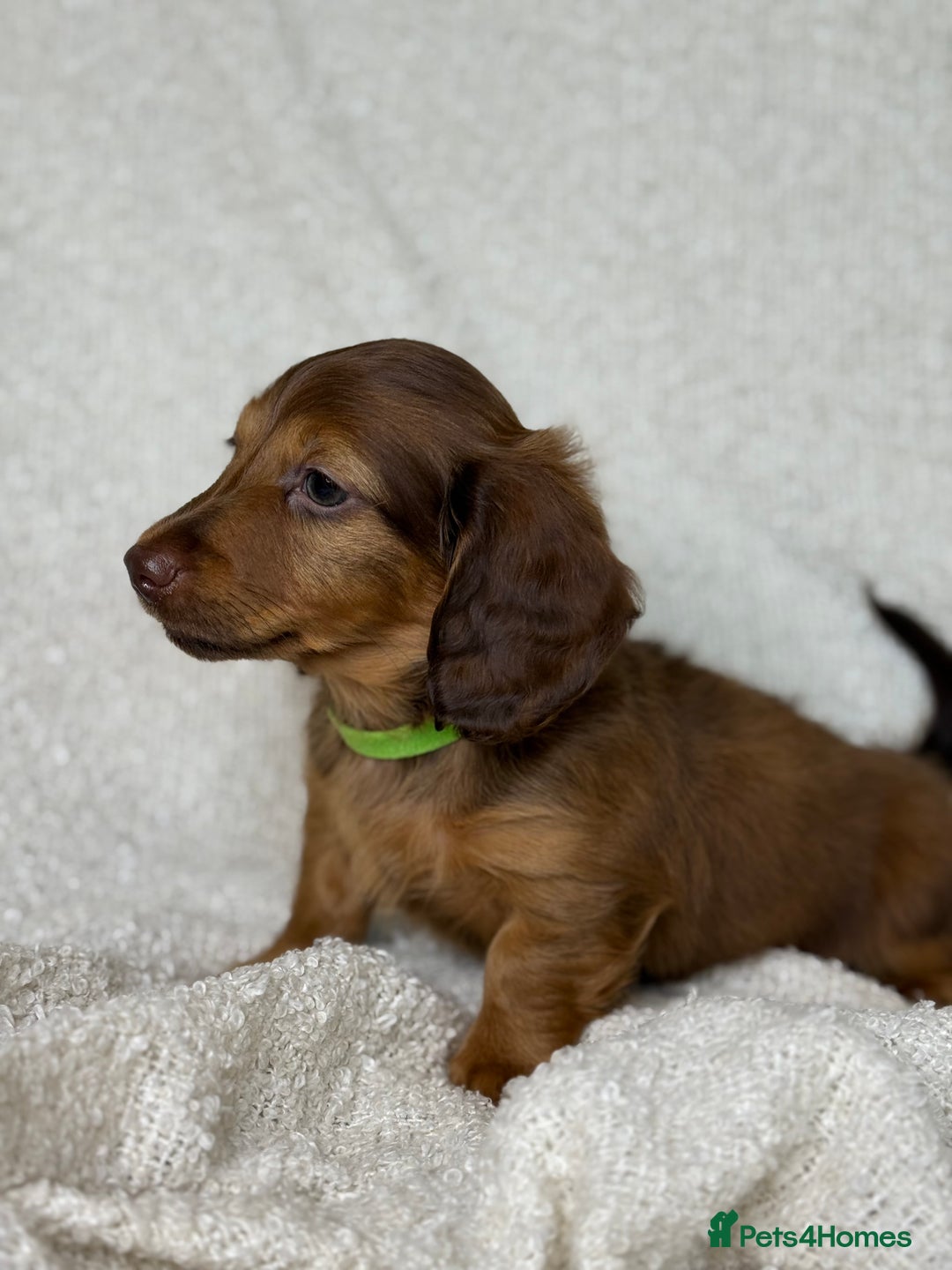 Miniature Dachshund dogs for sale: ⭐️ Miniature Long Haired Dachshund Pups ⭐  - Image 6