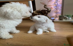 Bichon Frise dogs for sale: Bichon frise puppies 2 boys 1 girl - Image 10