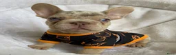 French Bulldog dogs for sale: FRENCH BULLDOGS, MERLE, ROJO, ISABELLA NEWSHADE. - Advert 22