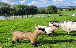 Goats livestock for sale: Disbudded twin pygmy goats, nanny & wether  - Image 2