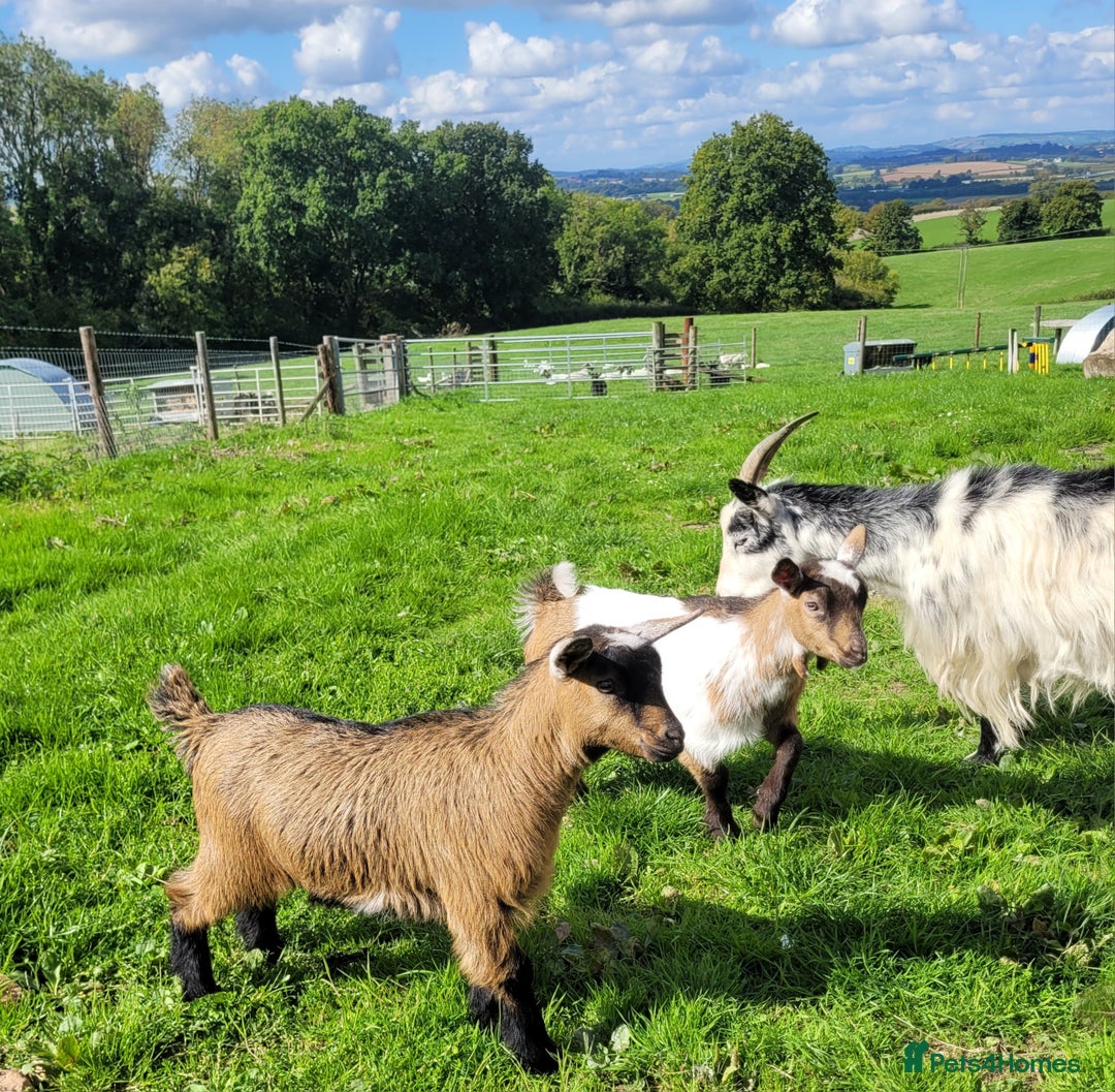 Goats livestock for sale: Disbudded twin pygmy goats, nanny & wether  - Image 2