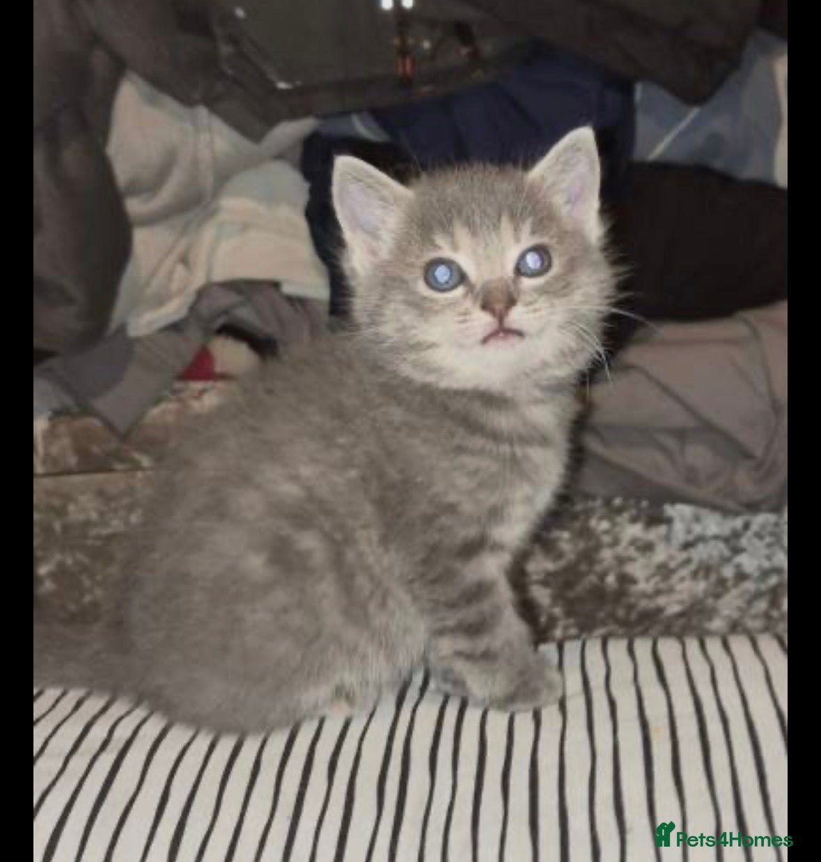 Ragdoll cats Ragdoll cross British short hair  - Advert 2