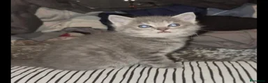 Ragdoll 1