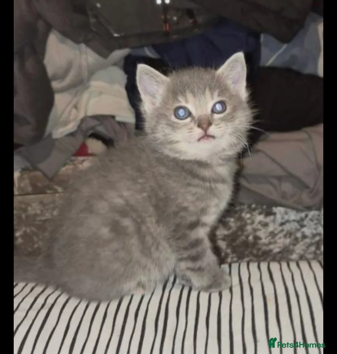Ragdoll cats for sale: Ragdoll cross British short hair  - Advert 1