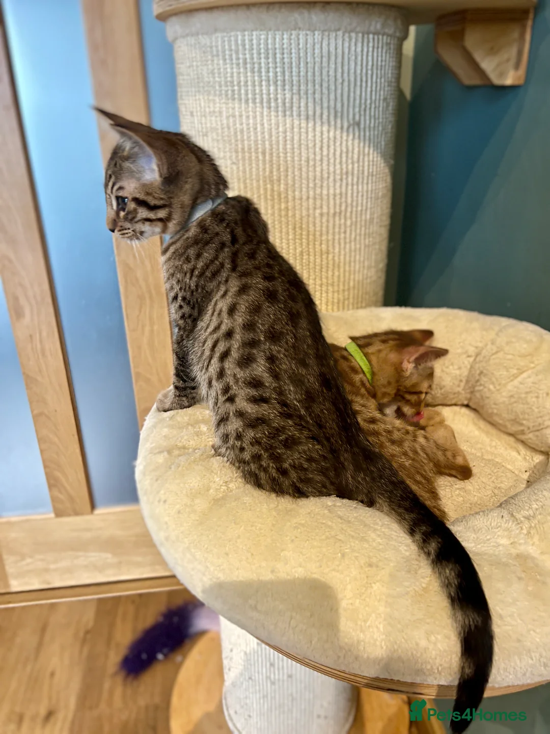 Ocicat cats for sale: Two delightful Ocicat boys available - Advert 7