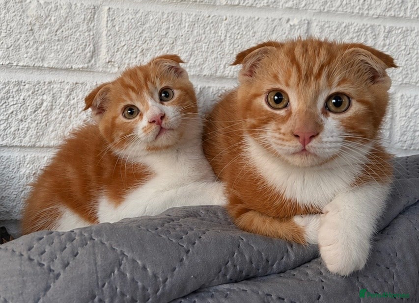 Scottish Fold cats 😻 5 Scottish Fold Kittens 🐾 - Advert 1