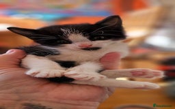 Domestic Shorthair cats for sale: 2 adorable kittens searching for their forever - Image 5