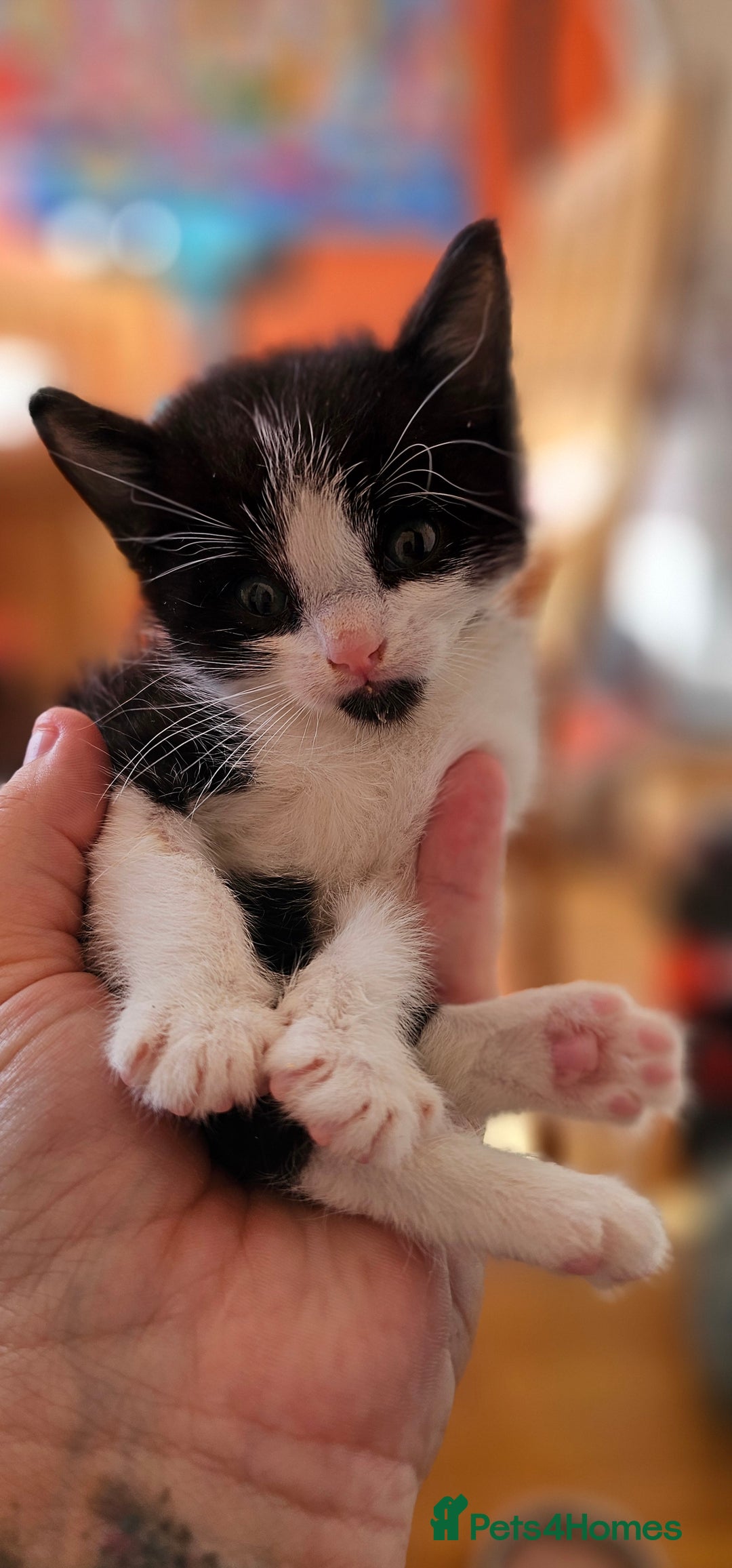 Domestic Shorthair cats for sale: 2 adorable kittens searching for their forever - Image 5