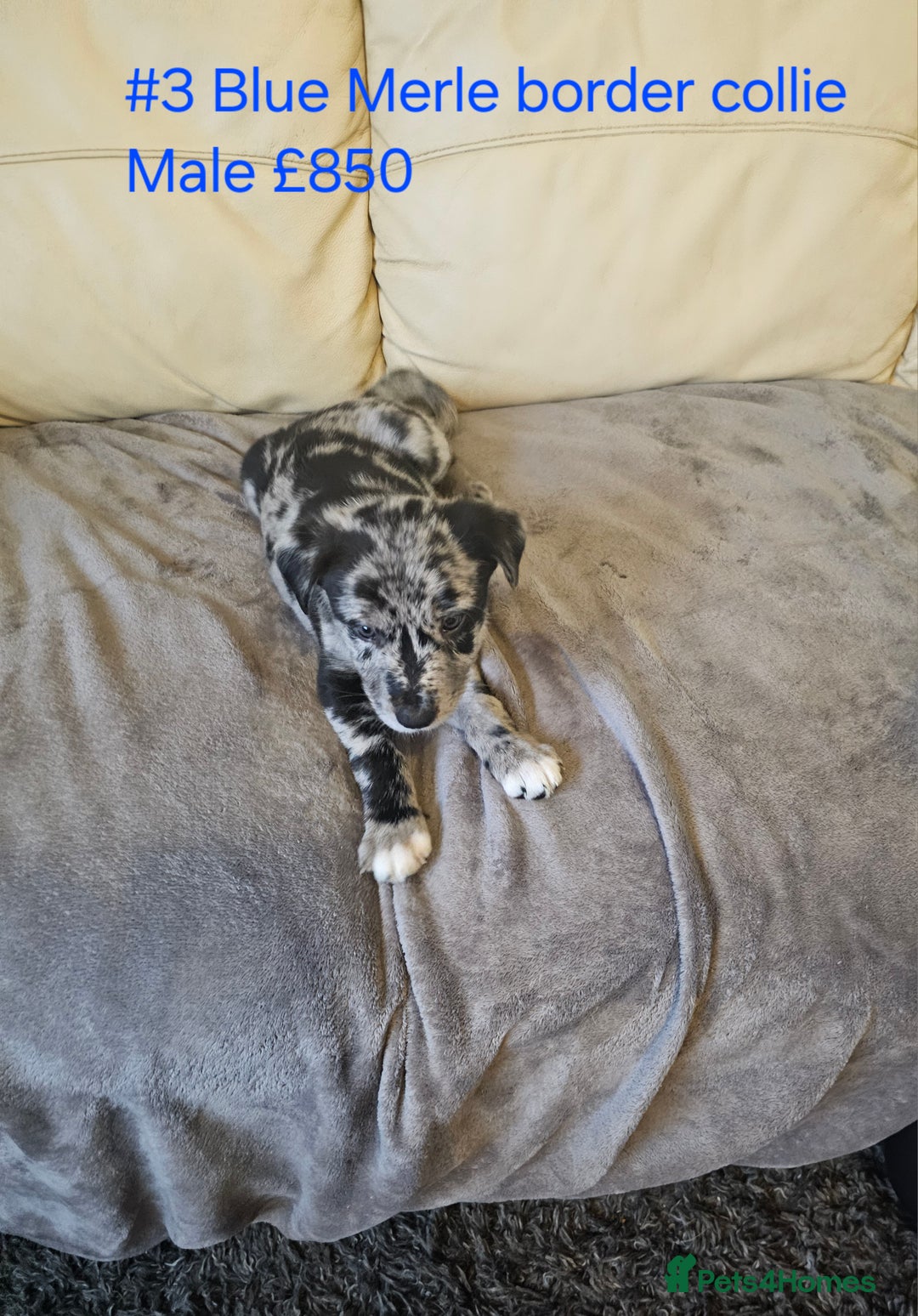 Border Collie dogs for sale: Blue merle&black&white puppies for sale  - Advert 12