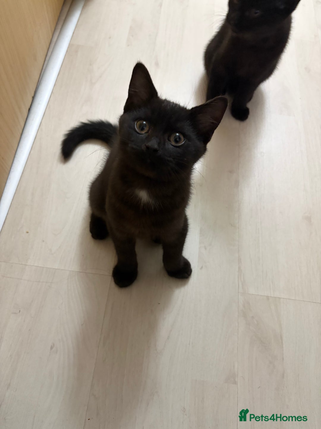 Mixed Breed cats for sale: British Short hair mixed breeds  - Advert 8