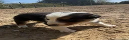 Border Collie dogs for sale: Beautiful Tri coloured collie puppies for sale - Advert 10