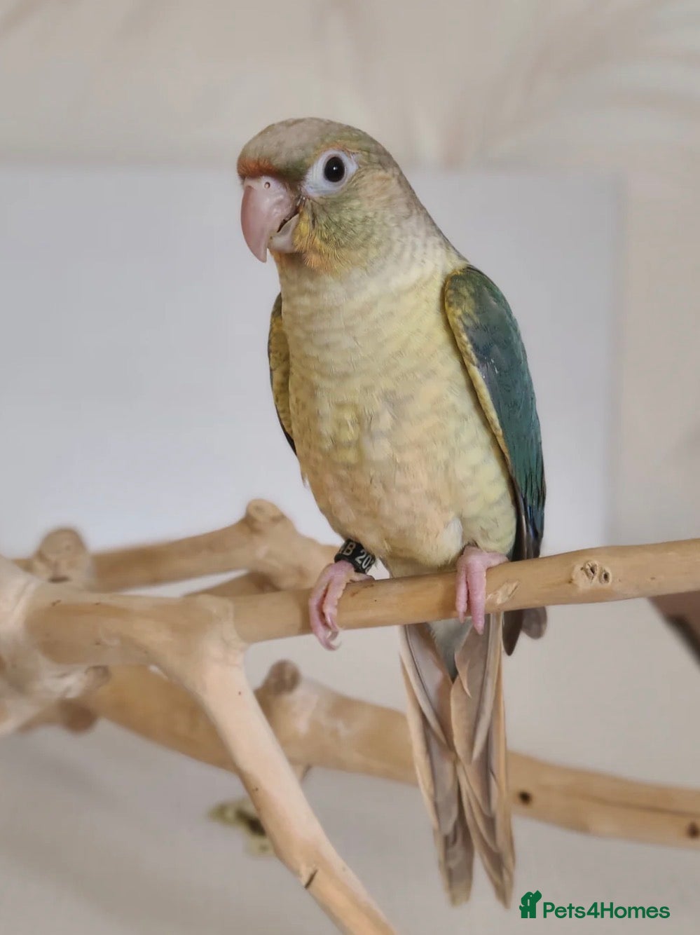 Conures birds Maroon bellied conures - Advert 12
