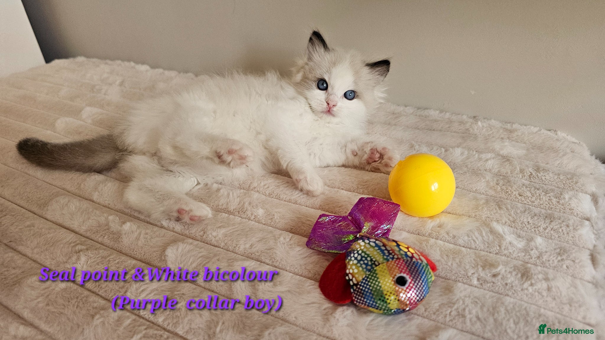 Ragdoll cats Stunning Ragdoll kittens GCCF Pet /Active  - Advert 1
