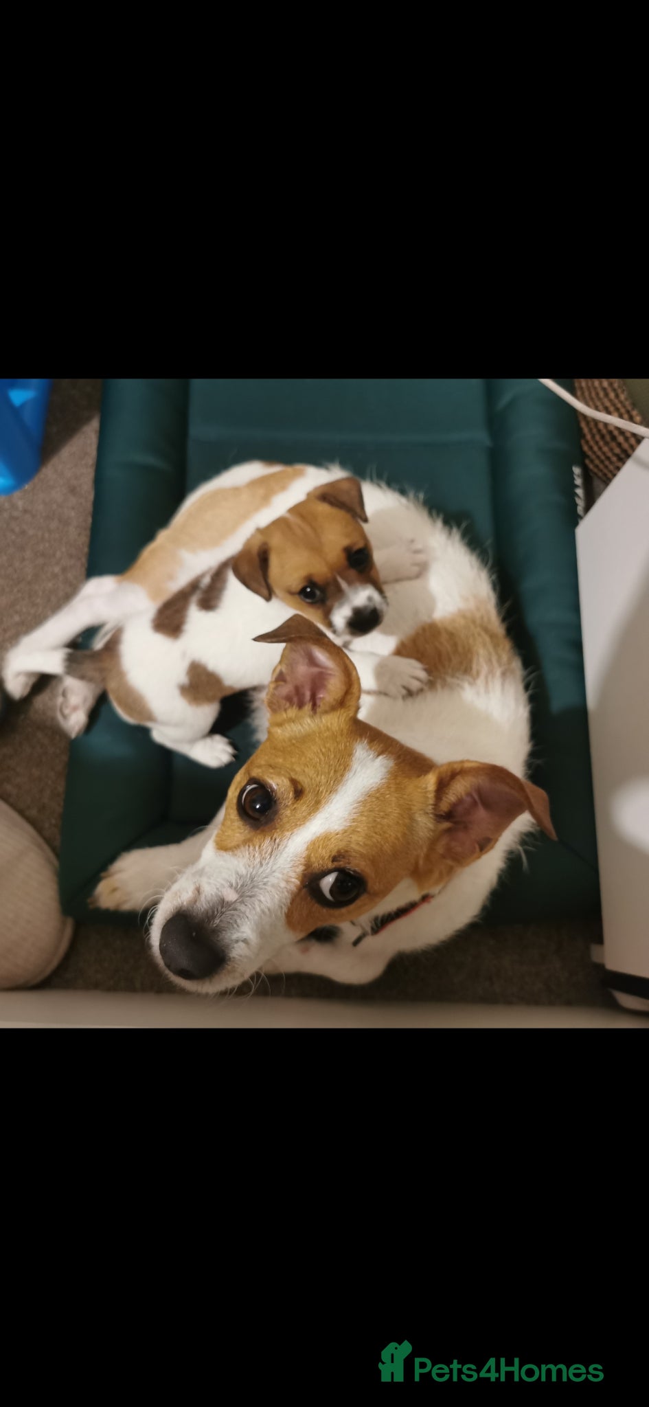 Jack Russell dogs Adorable Jack Russell Puppy, Female. - Advert 11