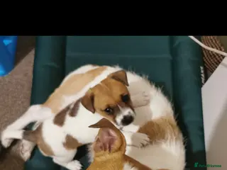 Jack Russell dogs Adorable Jack Russell Puppy, Female. - Advert 11