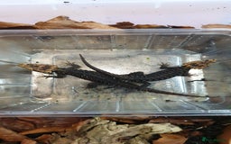 Skink reptiles for sale: CB2025 Red Eyed Crocodile Skinks - Image 5