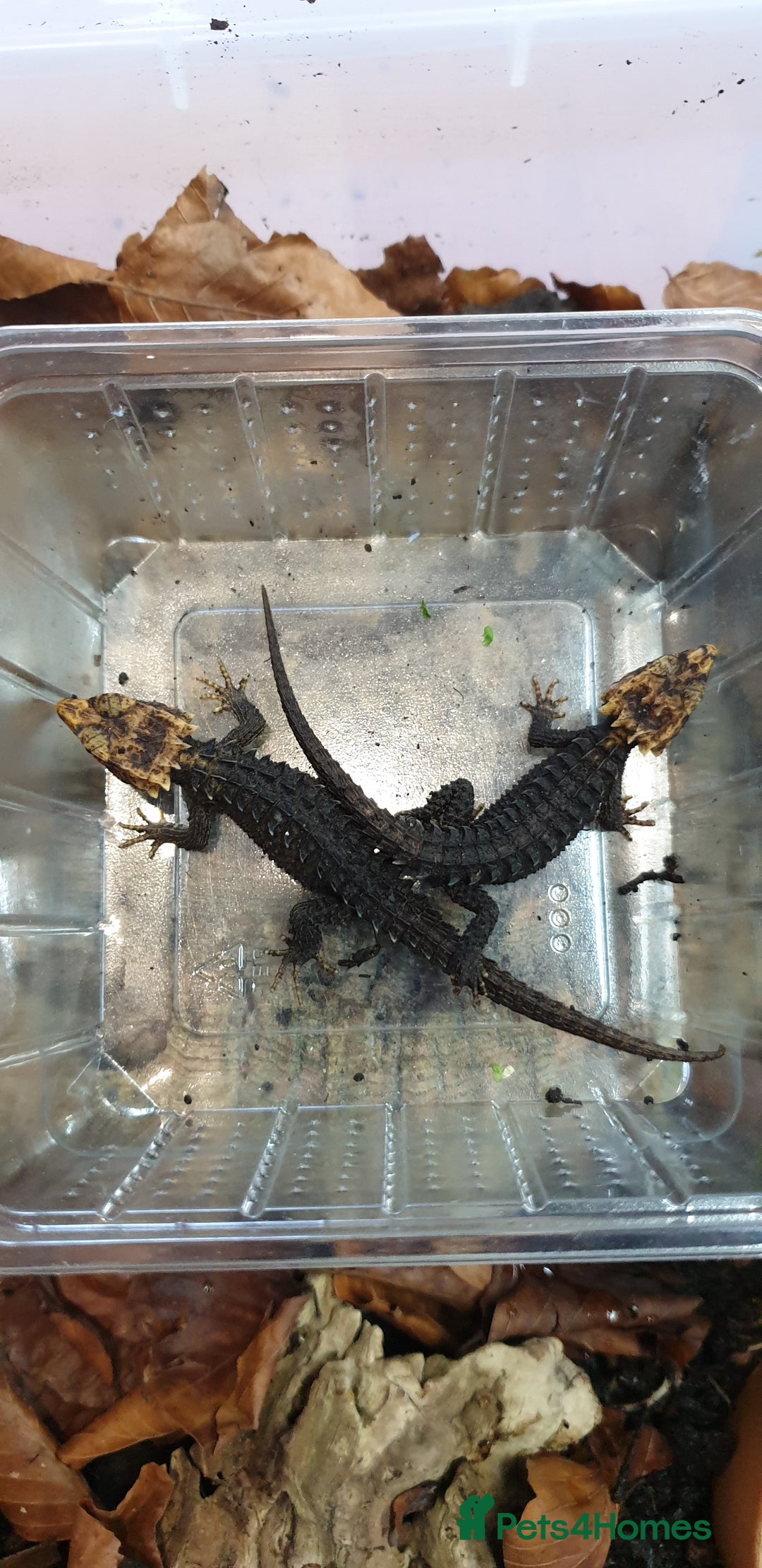 Skink reptiles for sale: CB2025 Red Eyed Crocodile Skinks - Image 5