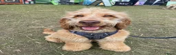 Cocker Spaniel dogs for sale: Beautiful working cocker spaniel- Blu  in Derby - Advert 3