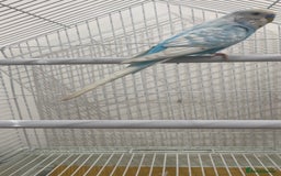 Budgerigars birds for sale: Budgie and cage for sale  - Image 2