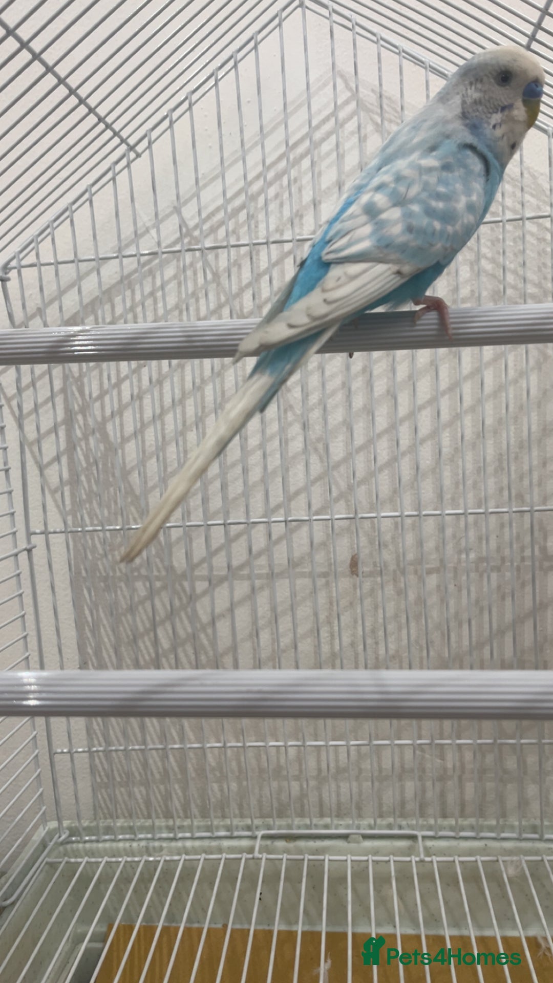 Budgerigars birds for sale: Budgie and cage for sale  - Image 2
