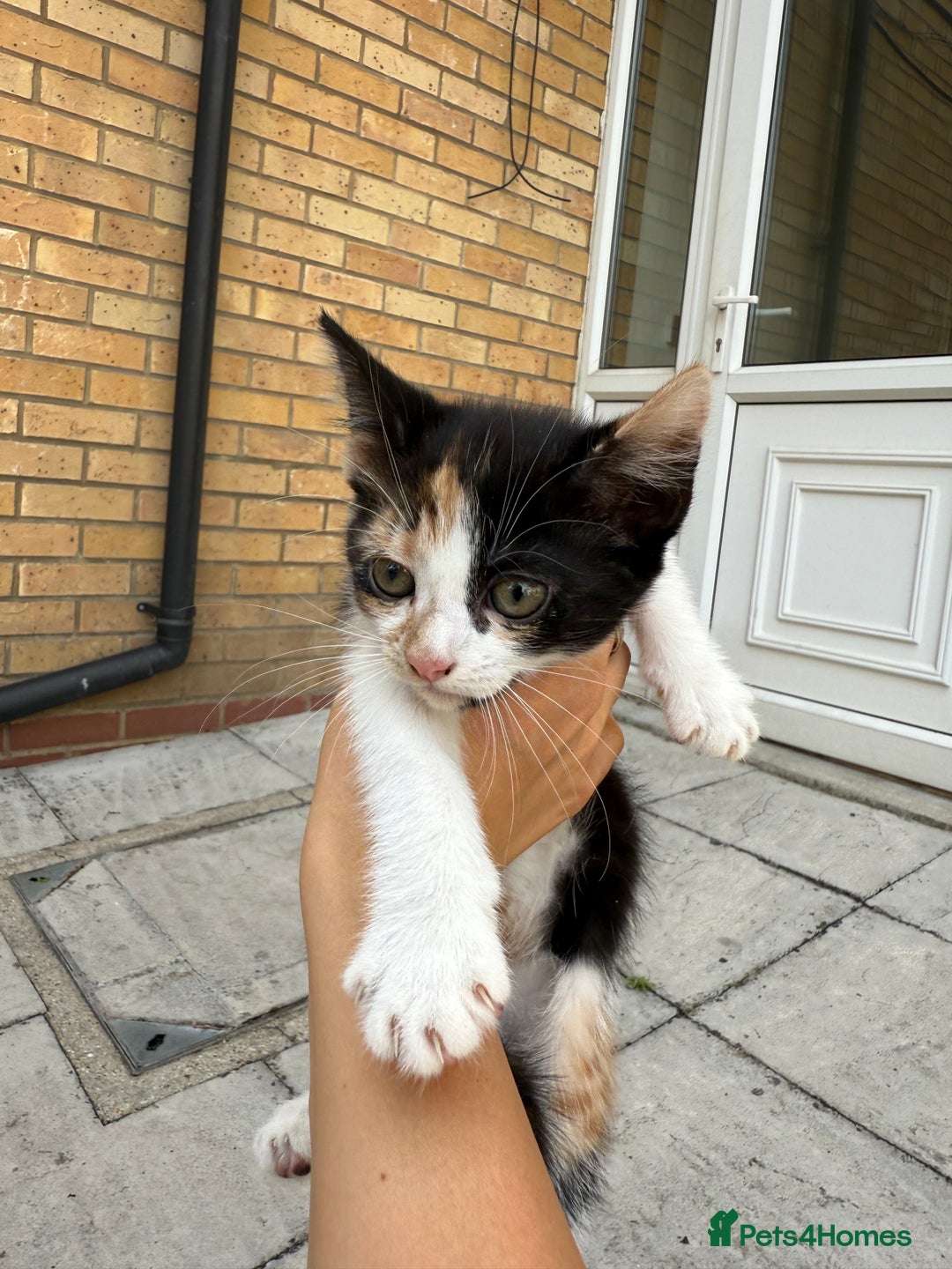 Mixed Breed cats for sale: loved and cared for kittens looking for new home🥹 - Image 33