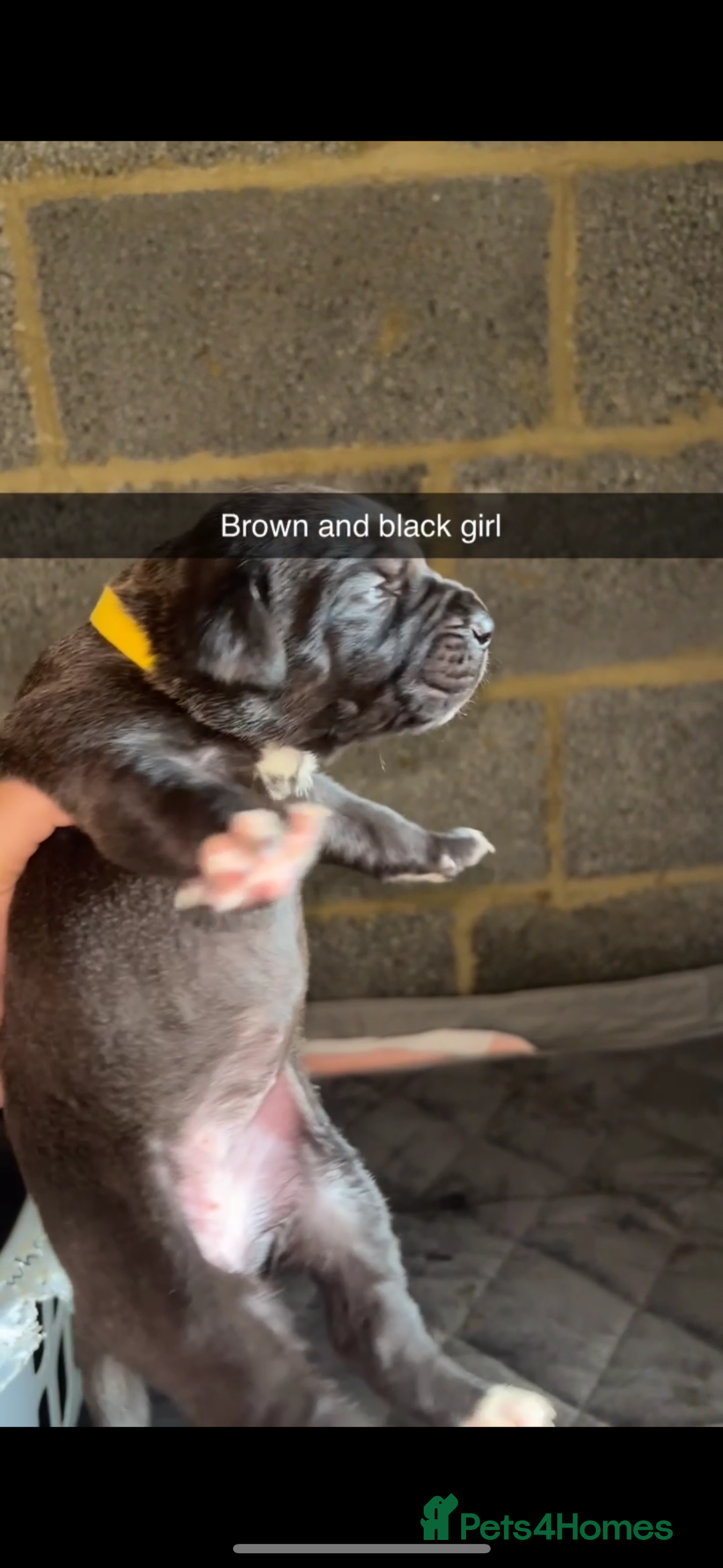 Cane Corso dogs for sale: Cane Corso first litter of puppies !! - Image 18