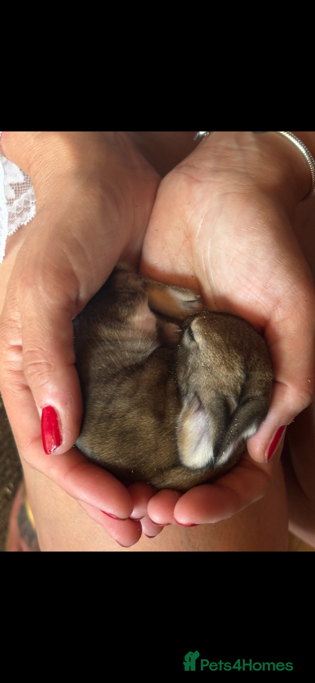 Continental Giant rabbits for sale: 7 beautiful Continental Giant - Image 4