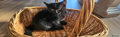 Cloy - Black Female