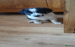 Border Collie dogs for sale: My babies  - Image 3