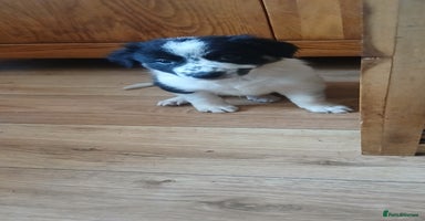 Border Collie dogs - Advert 1