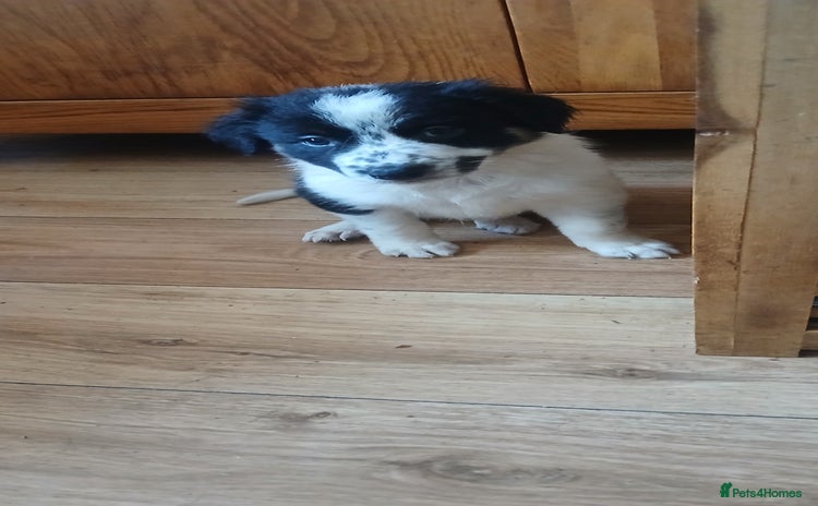 Border Collie dogs - Advert 4