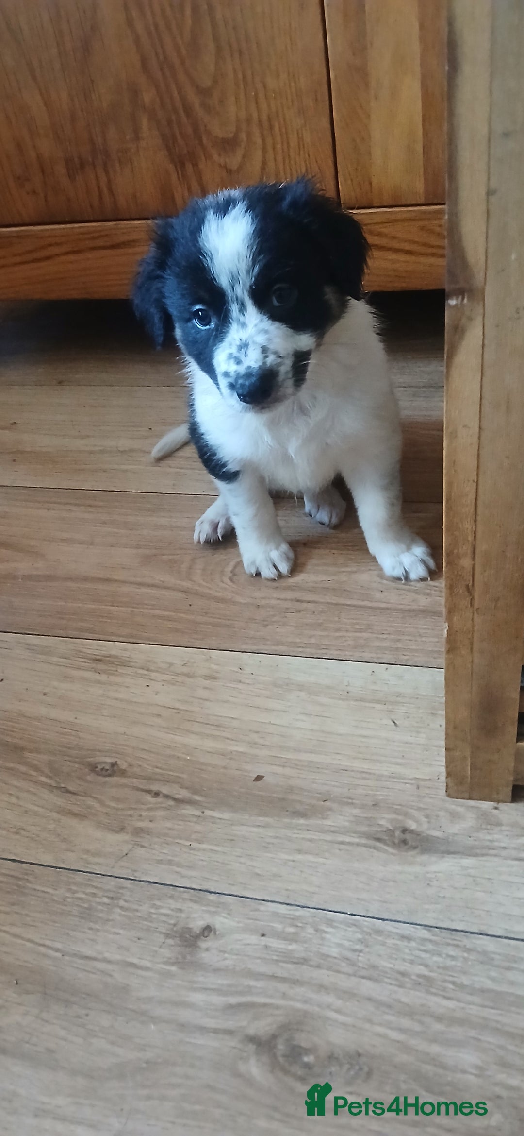 Border Collie dogs for sale: My babies  - Image 3