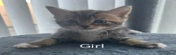 RagaMuffin cats for sale: Ragamuffin Cross Kittens in Spennymoor - Advert 6