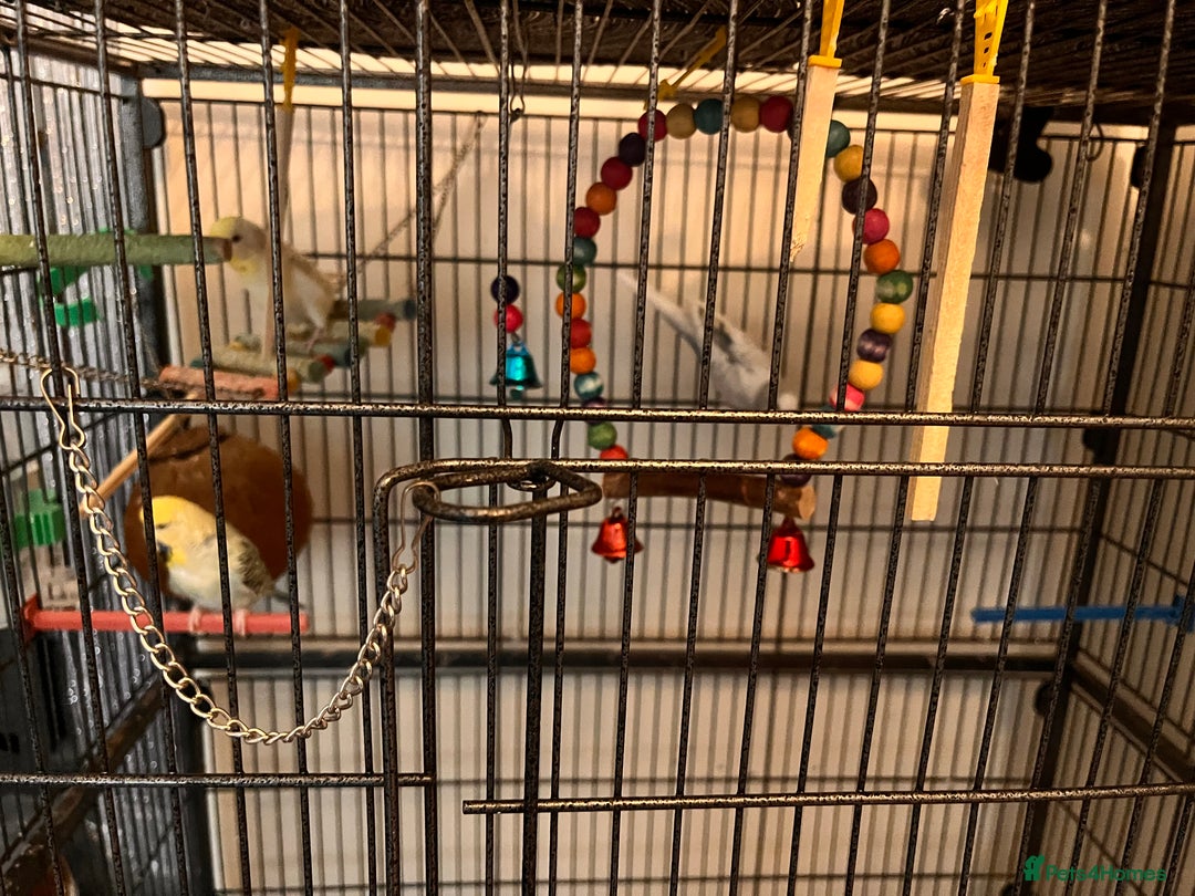 Budgerigars birds for sale: Budgies and cage - Image 2
