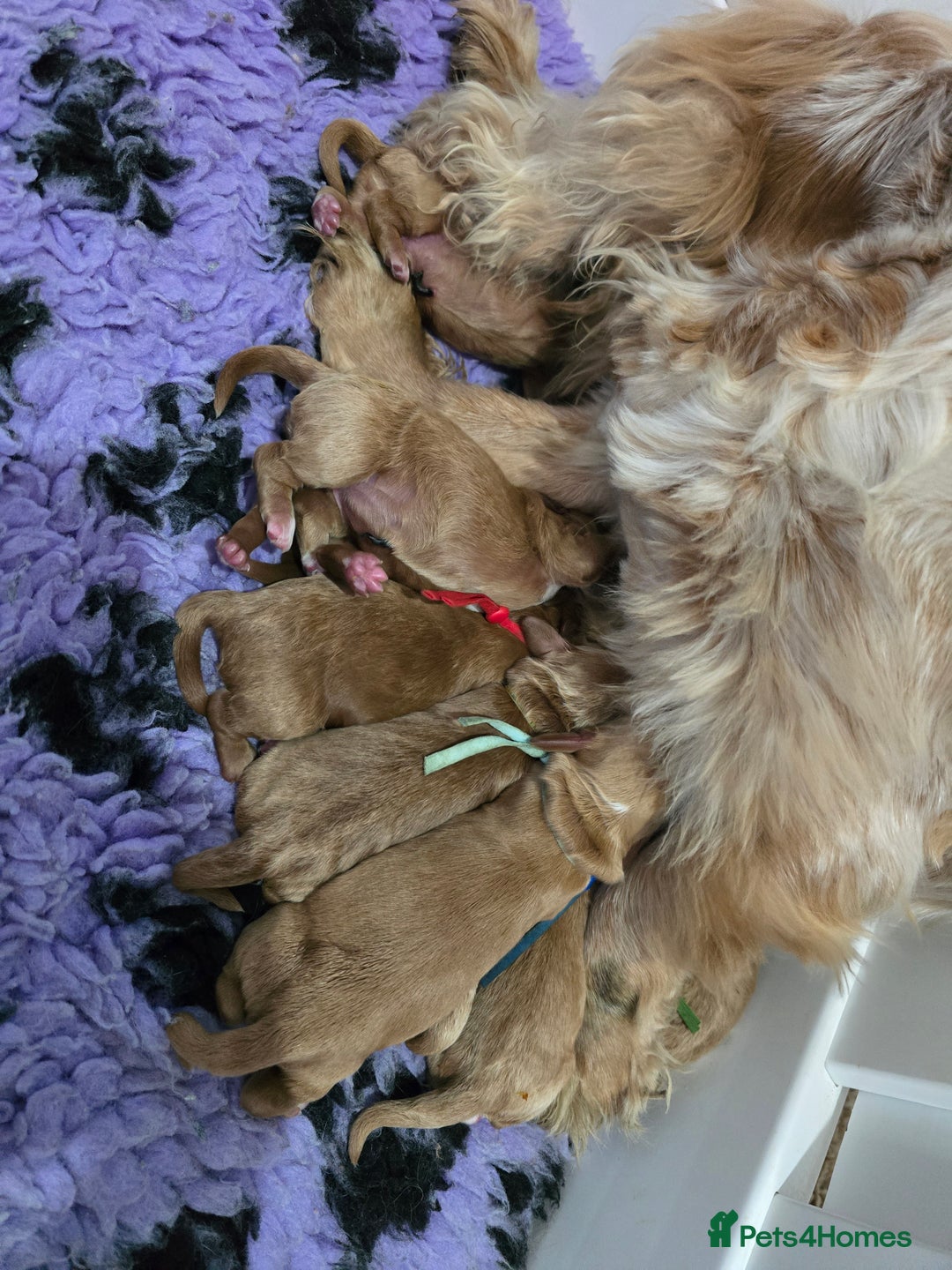 Cockapoo dogs for sale: Health tested cockerpoo F1 pups licensed Breeder  - Advert 38