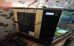 Gecko reptiles for sale: 2 x Female Tokay geckos and individual set ups - Image 12