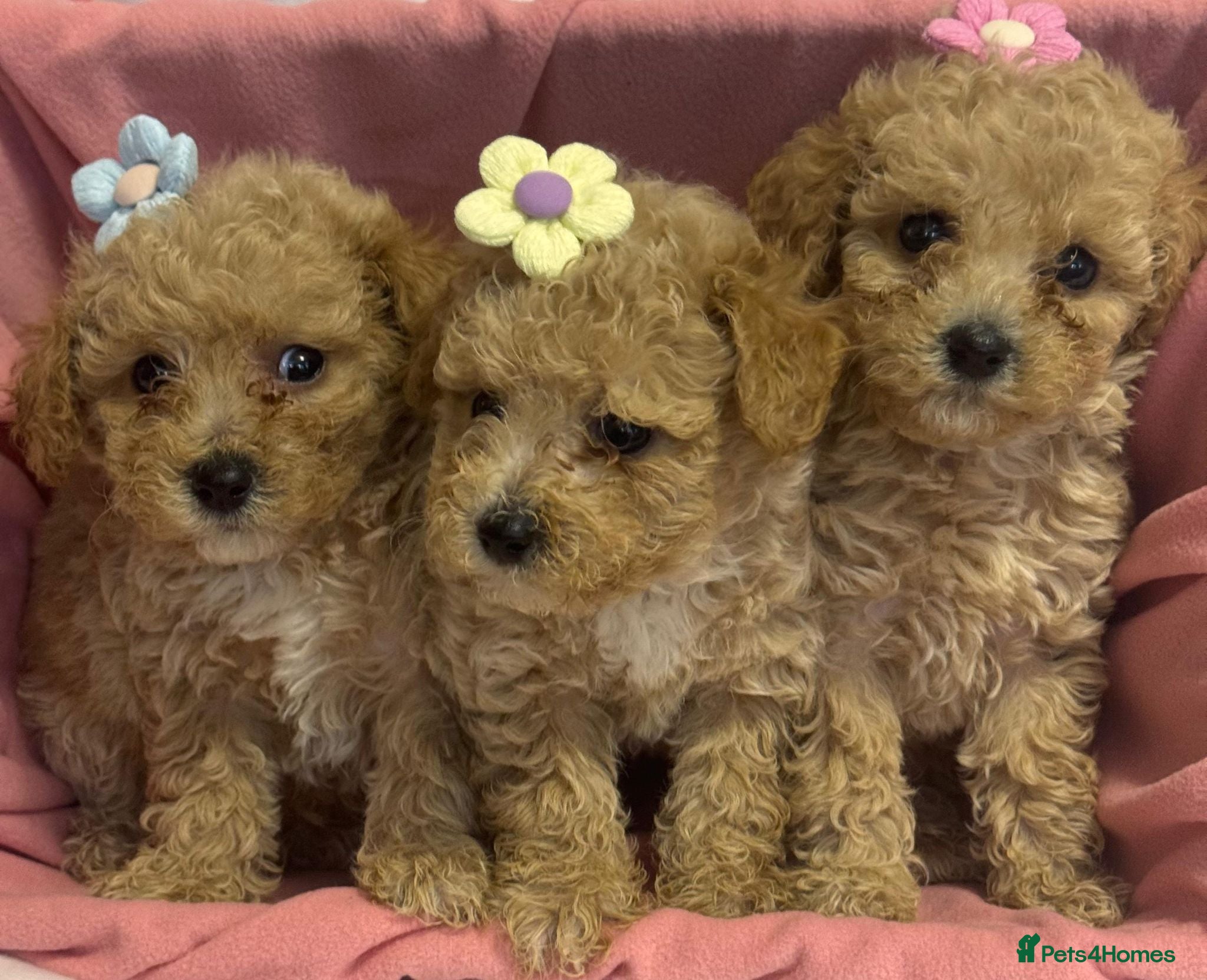 Poochon dogs Beautiful Poochon Puppies  - Advert 1