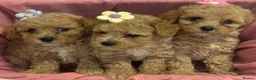 Poochon dogs for sale: Beautiful Poochon Puppies  - Advert 1