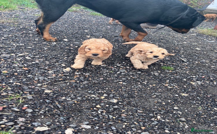 Cockapoo dogs - Advert 2