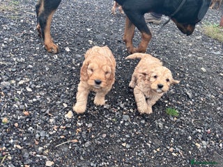 Cockapoo dogs F1 Cockapoo puppies - Advert 5