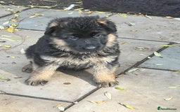 German Shepherd dogs for sale: German Shepherd Puppies KC registered - Image 6