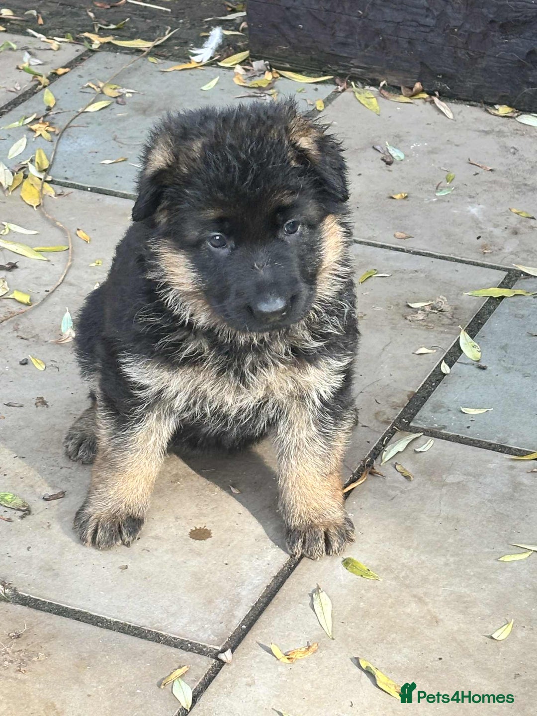 German Shepherd dogs for sale: German Shepherd Puppies KC registered - Image 6