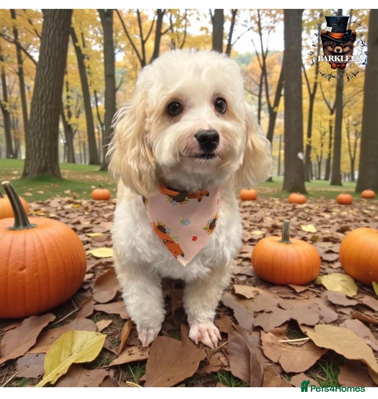 Shihpoo dogs Adorable ShihPoo Puppies Ready to Steal Your Heart - Advert 1