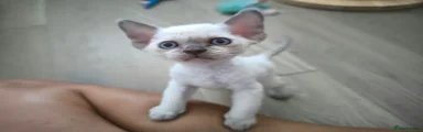 Devon Rex 1
