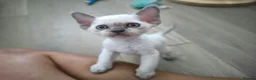 Devon Rex cats for sale: Devon Rex point💙blue eyes💙 - Advert 2
