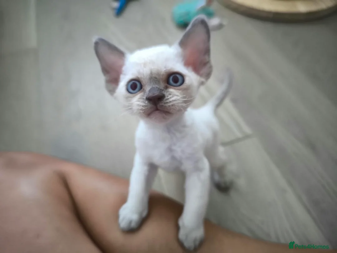 Devon Rex cats for sale: Devon Rex point💙blue eyes💙 - Advert 2