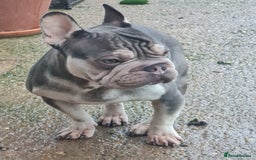 French Bulldog dogs for sale: Male Blue and Cream French Bulldog for sale! - Advert 1
