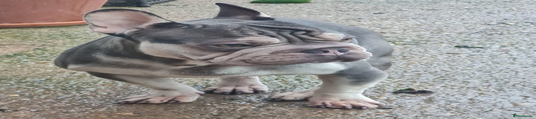 French Bulldog Puppy 1