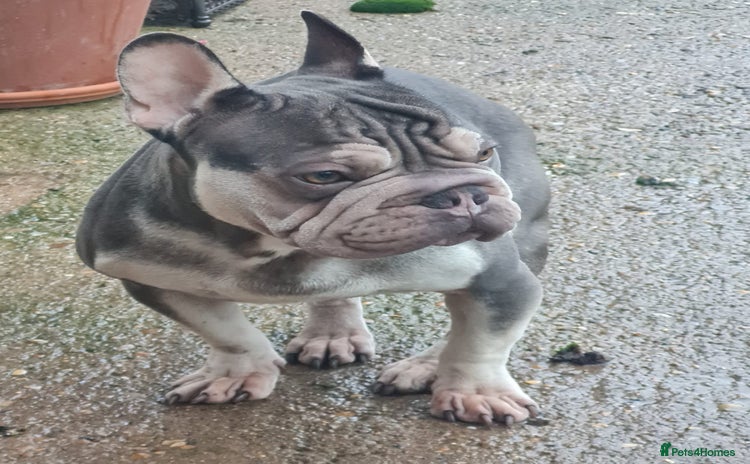 French Bulldog dogs Male Blue and Cream French Bulldog for sale! - Advert 9