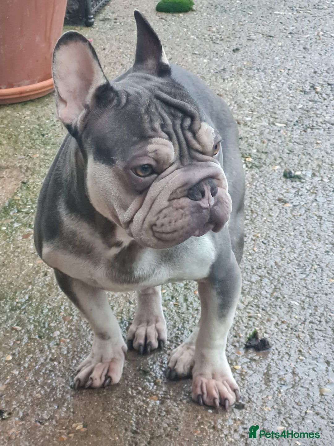 French Bulldog dogs for sale: Male Blue and Cream French Bulldog for sale! - Advert 1